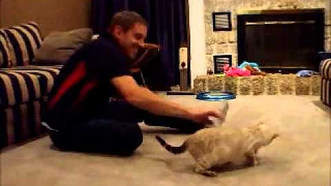 Watch the video about Isis Playing Fetch