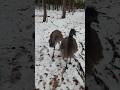 animal scavenger hunt. #birds #exotic ##snow #wet #cold #trend #viral #trending