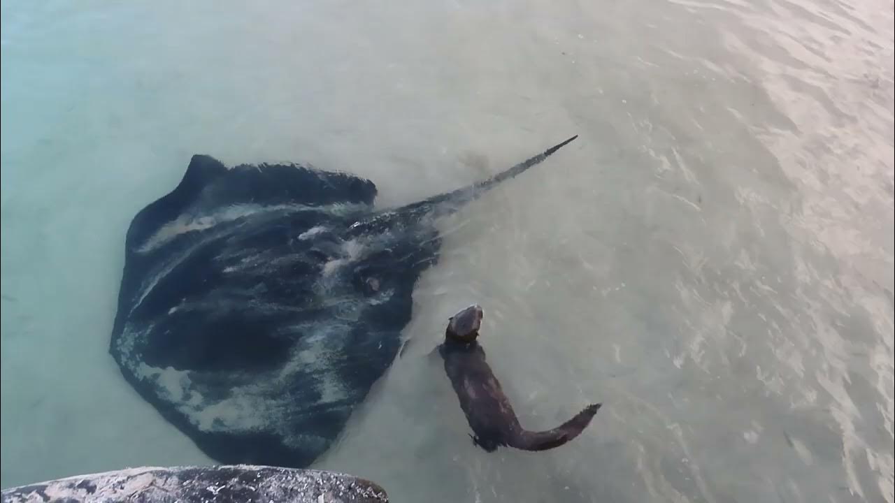 Struisbaai and Stingray encounter YouTube