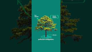 What's a Nature-Based Solution | We're Glad You Asked