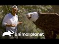 Águia careca: o símbolo da liberdade nos EUA | Perdido na Califórnia | Animal Planet Brasil