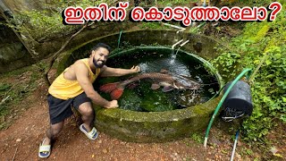 Why Did You Put The Fish You Caught In The Pond In The Pond Feeding My Giant Pond Fishes