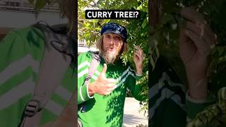 This Simple Tree Is The Source Of REAL Curry Flavor
