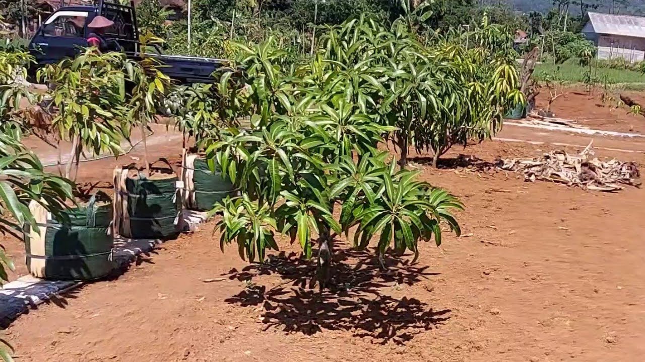 kebun mangga hasil cangkok susu