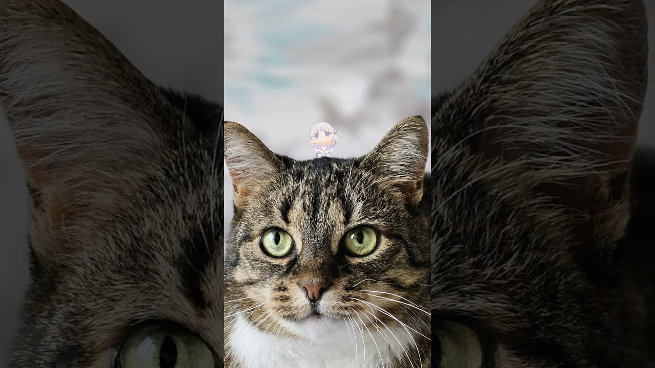 みゃ~【轟はじめ】#shorts