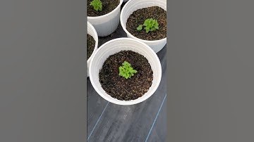 Tưới phân cử 2 cho cúc mâm xôi Hàn và cúc hà Lan Tết 2026 #thich trồng trọt #gardening #garden #hoa