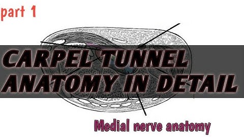 CARPEL TUNNEL DETAIL ANATOMY | (PART 1 ) CARPEL TUNNEL SYNDROME| MEdian nerve