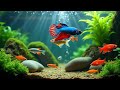 Relaxing Aquarium ASMR 4K 🐠🎶 | Fish Aquarium Ambience Screensaver 4K for Sleep, Study &amp; Focus