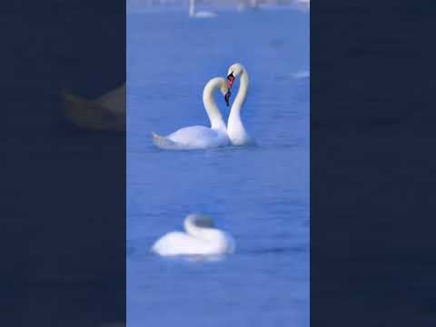 Fall Asleep Fast ★ Cures for Anxiety Disorders, Depression ★ Forget Negative Thoughts