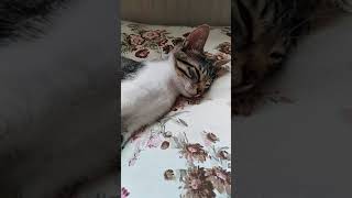 Kediler - Seni Alırsa Fırtına - Şirin Kedim