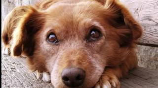 Köpek Sesi Köpek Ses Efekti 3