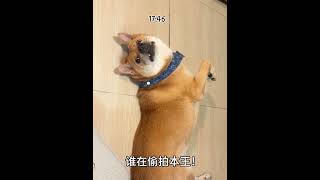 你今天干了什么有趣的事!! #宠物 #狗狗 #宠物 #萌宠 #搞笑 #治愈 #可爱 #小狗日记 #狗 #vlog