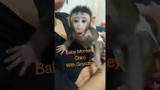 Baby Monkey Chiro Love Grandma (Chiro S #039)
