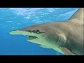 INSANE Hammerhead &amp; Tiger Shark Encounter in the Bahamas! GoPro HERO11