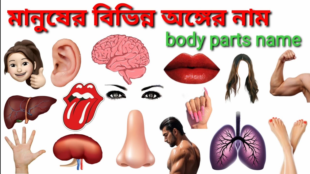 মানুষের বিভিন্ন অঙ্গের নাম বাংলা ও ইংরেজিতে / Body Parts Name in Bengali and English