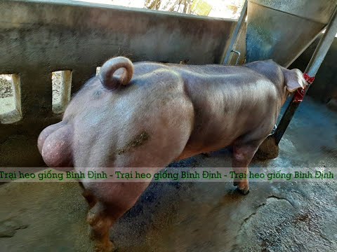 Video Heo đực giống tập nhảy khai thác tinh | Trại heo giống... - youtube