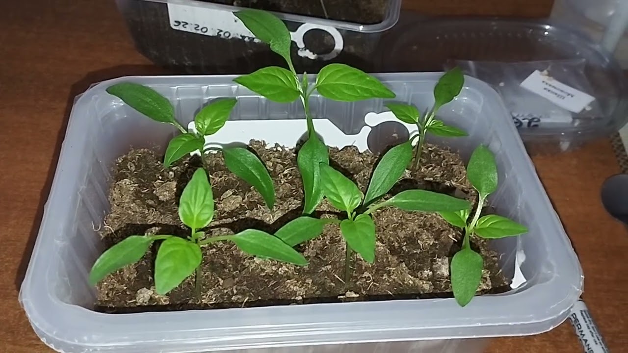 Замачивания семян сладкого перца и обзор рассады острого перца.🌱🌶️🫑