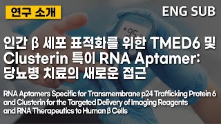 [연구 소개] 인간 β 세포 표적화를 위한 TMED6 및 Clusterin 특이 RNA Aptamer: 당뇨병 치료의 새로운 접근