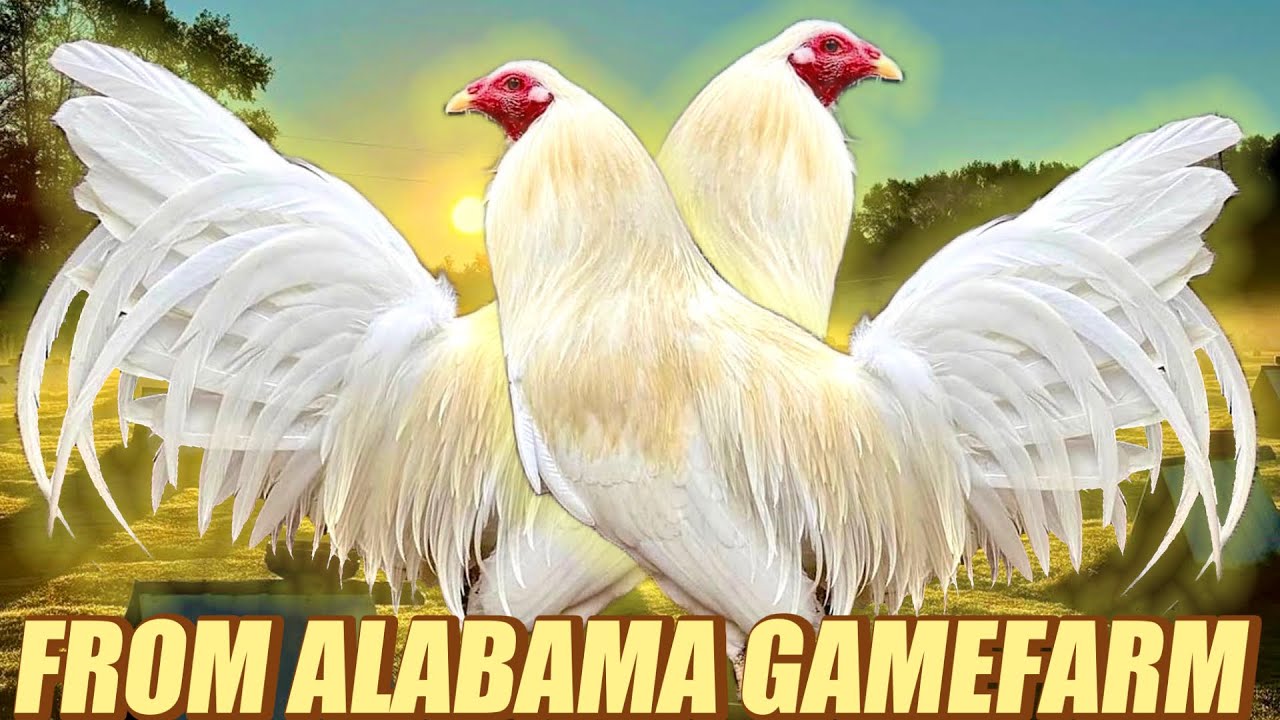 White Claret Barnet Hatch Kelso ~ FROM ALABAMA GAMEFARM