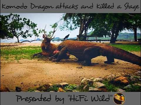 Komodo Dragon Attacks and Killed a Stag| Komodo Dragon Eats Deer| HiFi