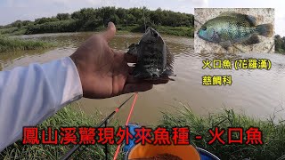 蓋瑞瘋釣魚EP24 - 新竹鳳山溪驚現外來魚種- 火口魚 