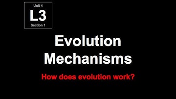 4-L3 Evolution Mechanisms