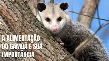 Por que não matar gambás?