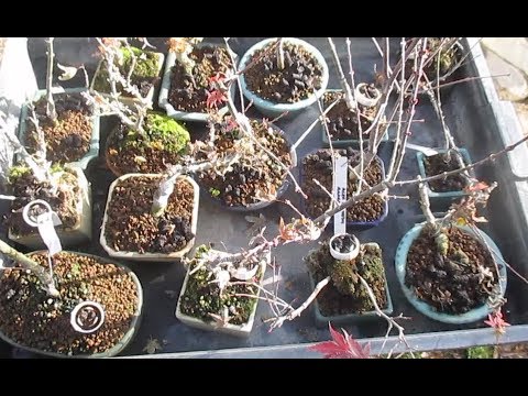 CÓMO PROTEGER BONSAIS PEQUEÑOS (SHITO O MAME)