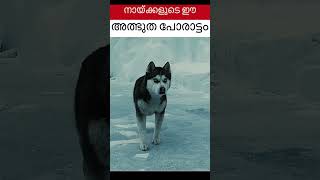 #jaidmeel #malayalam Wild Dog vs Seal: An Unexpected Animal Standoff