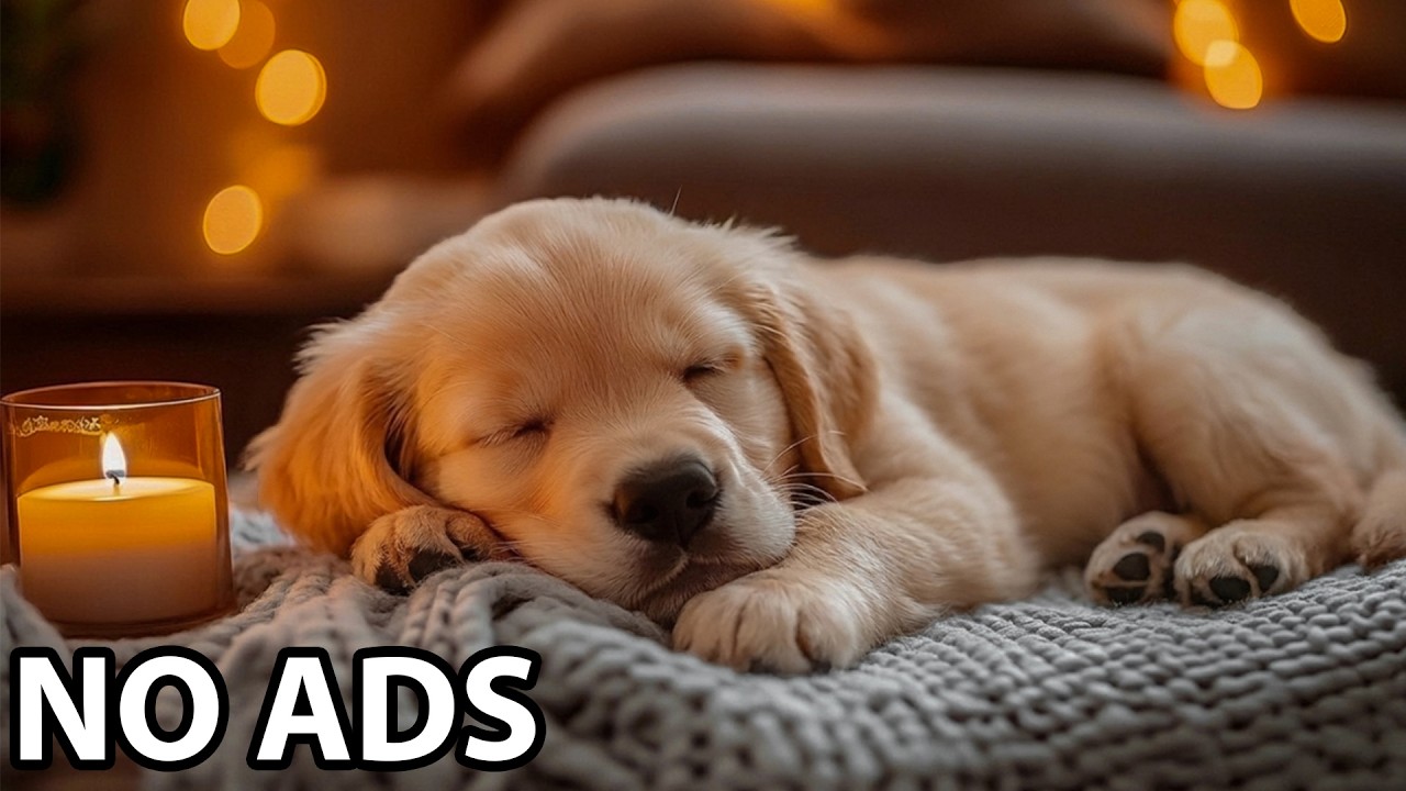 Assista a 12 Hours Relax My Dog 🌼 Dog Calming Music & Dog Healing Sounds For Peaceful Comfort And Serenity no YouTube Assista a 12 Hours Relax My Dog 🌼 Dog Calming Music & Dog Healing Sounds For Peaceful Comfort And Serenity no YouTube