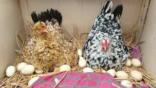 2 hen 24 egg harvesting for chicken