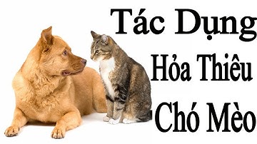 Tại sao nên hỏa táng thú cưng,Hỏa táng thú cưng Hà Nội,Dịch vụ hỏa táng thú cưng,Tro cốt thú cưng