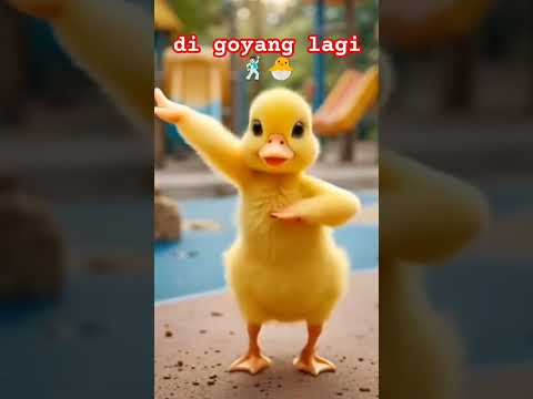 Bebek Lucu Joget Lagi Shorts Cuteducks Velocity Bebekangsa Bebeklucu