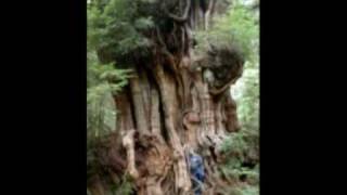 LOTR 07 Treebeard Tree Ents Fangorn Forest