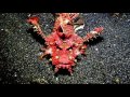 Giant Devil Scorpion Fish Indonesia