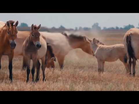 Alföld - The Great Plain