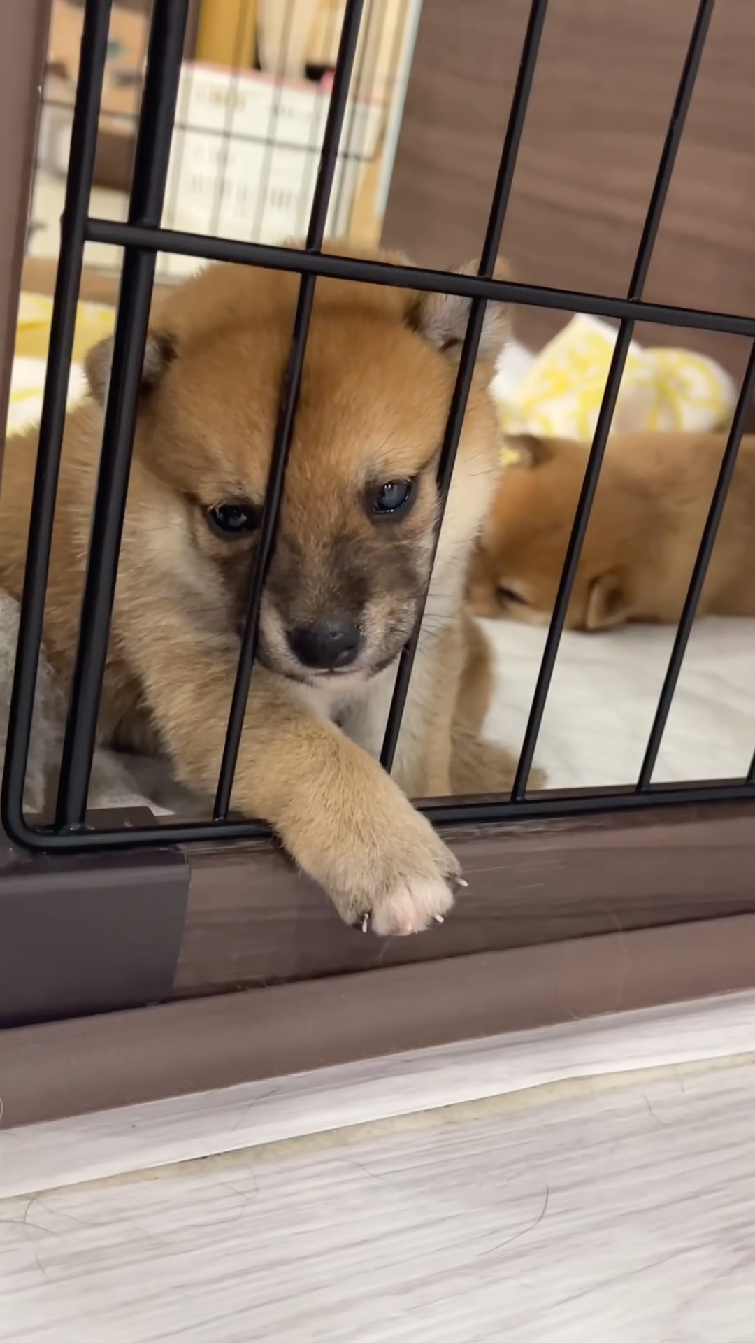 豆柴犬】手を出して可愛い子犬ちゃん🫶😘 - YouTube
