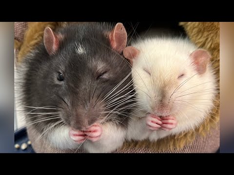 Жизнь домашних крыс Мурочки и Нафаньки. #rats #крысы 