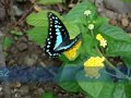 Common Jay Butterfly flying &amp; nectaring on Lantana flower at ColorWings Butterfly Gardening Consulta