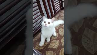 Cat 🐱 communication with ear👂🏻 catlovers #pets #viral #video