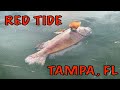 RED TIDE FLORIDA 2021 | TAMPA FLORIDA RED TIDE UPDATE 2021