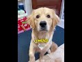 She was guarding the only thing left by the little dog. #dogs  #emotional  #goldenretriever