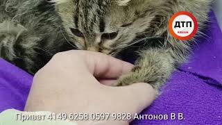 Кошка Майя успешно перенесла операцию и отошла от шока. Лапа пока под вопросом. Сбор средств. Прива Кошка Майя успешно перенесла операцию и отошла от шока. Лапа пока под вопросом. Сбор средств. Прива