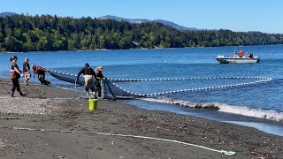 Nearshore Forage Fish Survey with Seine Net at Elwha River Beach