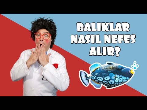 Balıklar Nasıl Nefes Alır? | Prof. Gügü