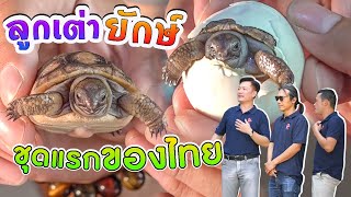 ลูกเต่ายักษ์อัลดาบร้า ชุดแรกของเมืองไทย Breeding Aldabra Turtle Babies On a farm in Thailand.