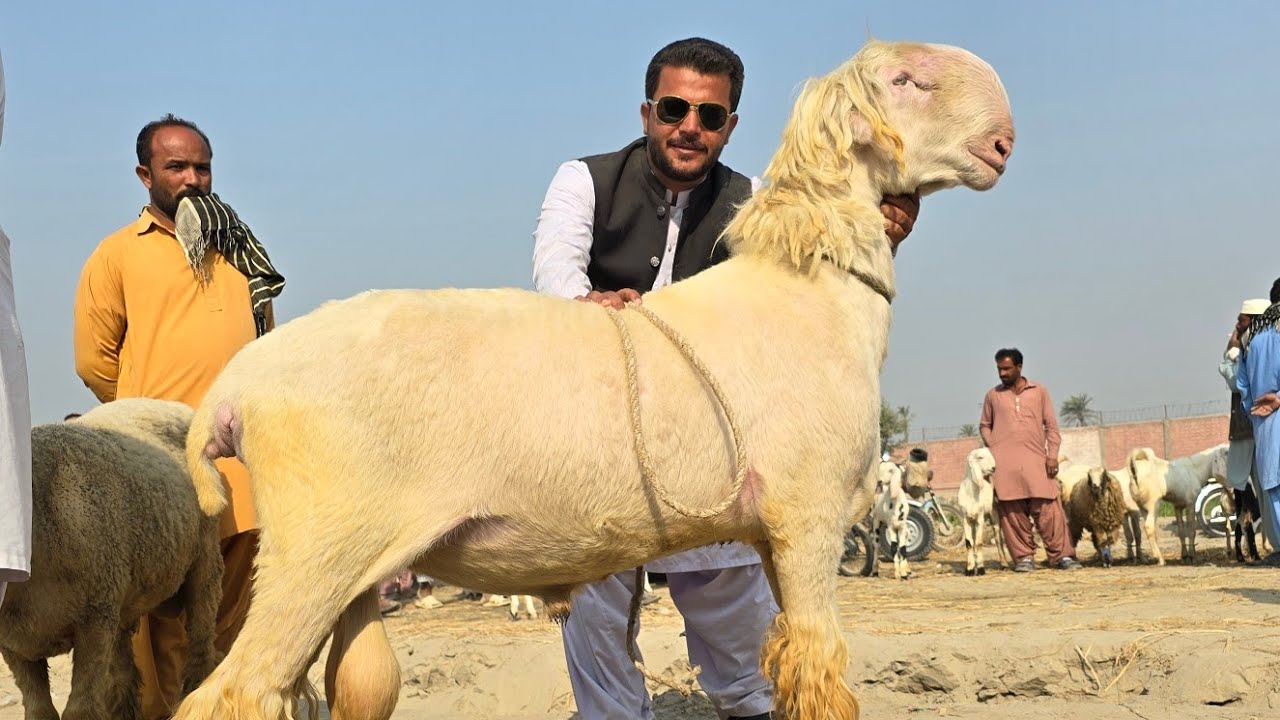Украденные животные продаются на рынке 10000 😡 Дера Гази Хан Манди Мундра Манди Рынок коз