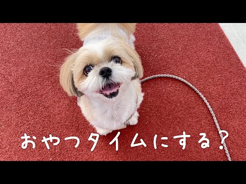 【シーズー】お散歩のはずが…おやつ休憩だらけのななちゃん🐶