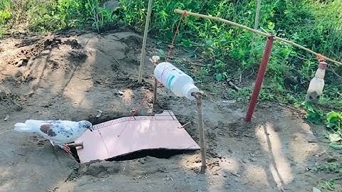 Easy Underground Pigeon Trap Using Paper And Can_ How To Make Bird Trap bottles