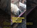 mau hijauan segar ataupun olahan pokoknya mau dah...  #sheep #shortvideo #fyp #dombaqurban